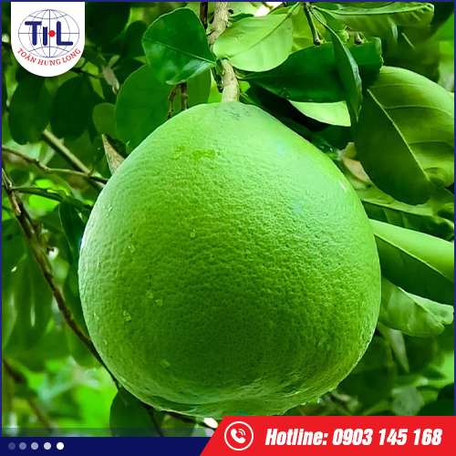 Hương bưởi